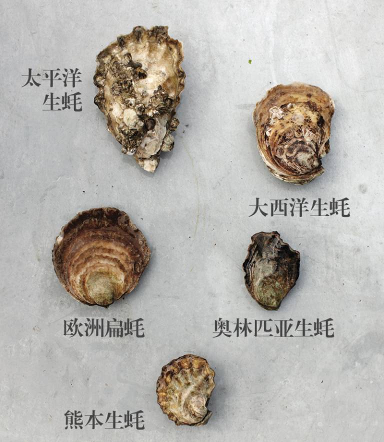 贝隆生蚝,贝隆生蚝和吉拉多生蚝哪种好