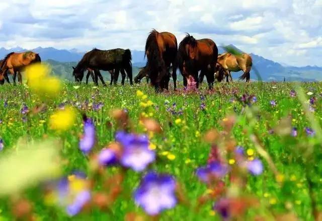 对不起，我去草原了，别再找我了……