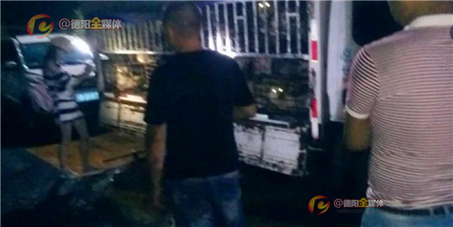 志愿者高速拦车救狗,德阳救助人员