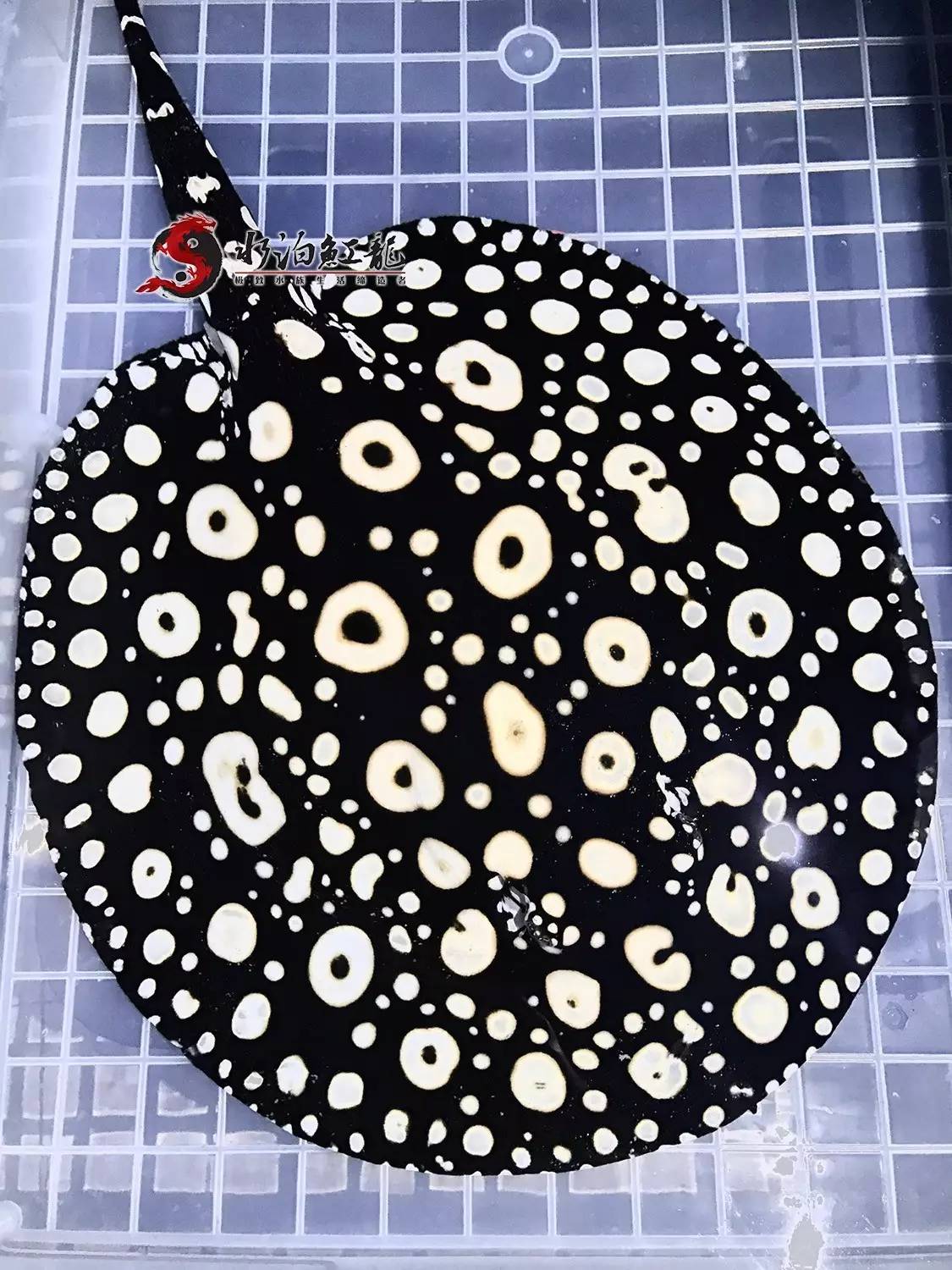 皇冠魟鱼一定蕾丝边吗,皇冠魟鱼繁殖难吗