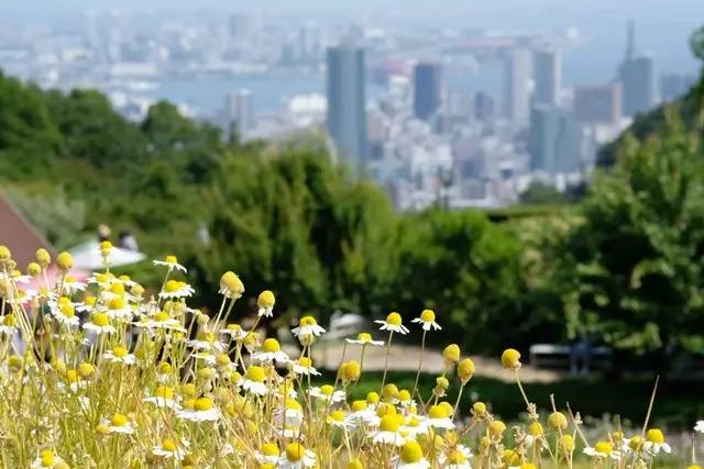 日本神户地下铁,神户地下铁