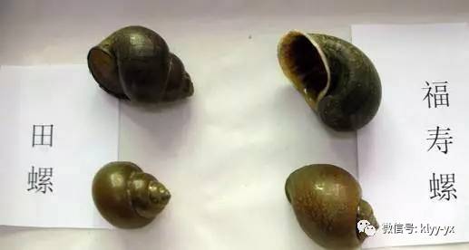 食福寿螺致流产,孕妇吃福寿螺对胎儿智商有影响吗