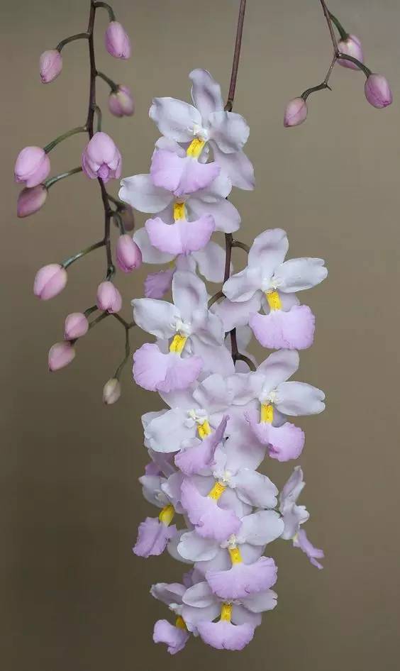 苍山珍稀兰花品种有哪些,顶级珍稀兰花品种大全视频