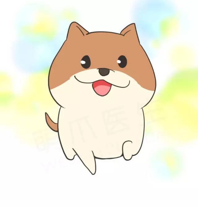 我家博美犬长得怎么样,博美犬8岁是老狗吗