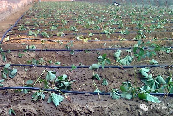 草莓炭疽病在叶片上的症状,草莓炭疽病的防治方法