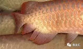 看看邻国玩家是怎么养龙的