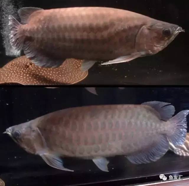 看看邻国玩家是怎么养龙的