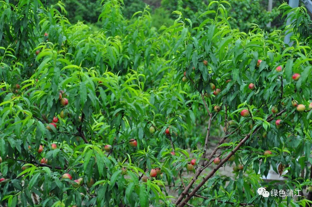 蒲江县认购泸定水蜜桃9万余斤 帮助果农度过难关