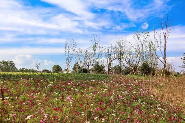 写在沿黄公路韩城段开通之际｜沿黄公路：黄河岸边一条闪亮的经济带