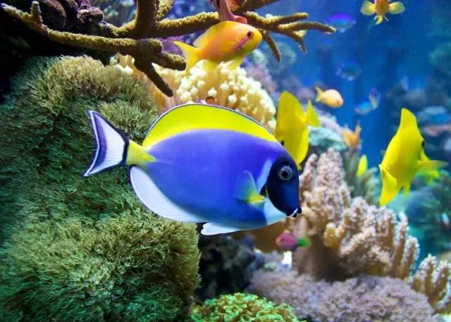 怎么驯服海王,怎么驯服魔鬼鱼