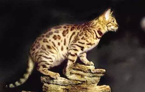 「福利」这周末有一场和宠物的约会等你来，小布送票送助攻→