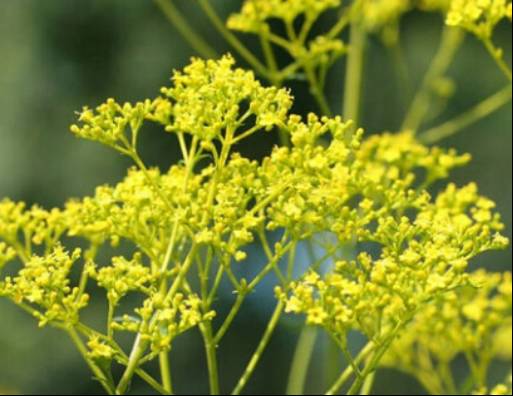 中药知识必学白丁香,中药知识必学旱莲草