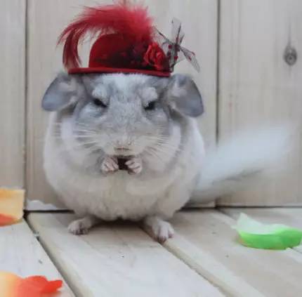 「福利」这周末有一场和宠物的约会等你来，小布送票送助攻→