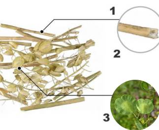 中药知识必学白丁香,中药知识必学旱莲草