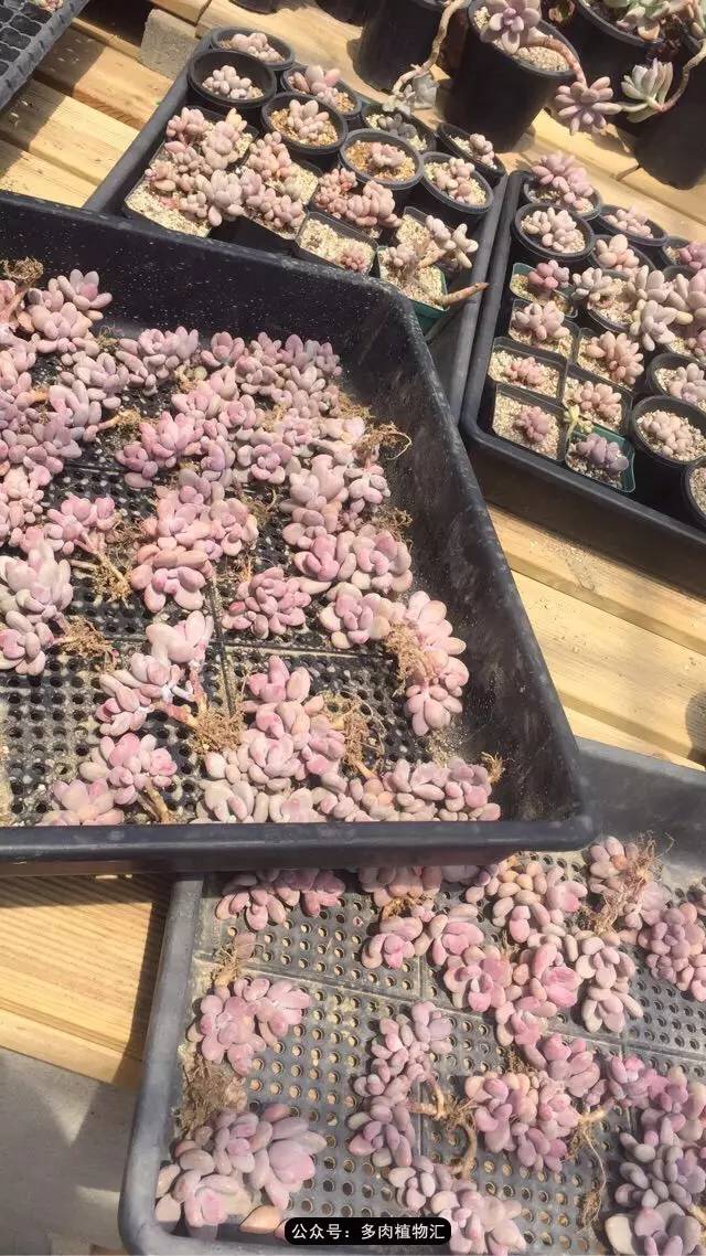 韩国的多肉为什么养得这么好,高颜值好养护的多肉