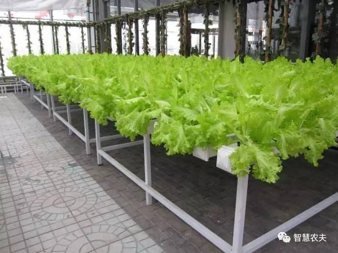 无土栽培的成本和利润如何,原来这就是变富秘诀