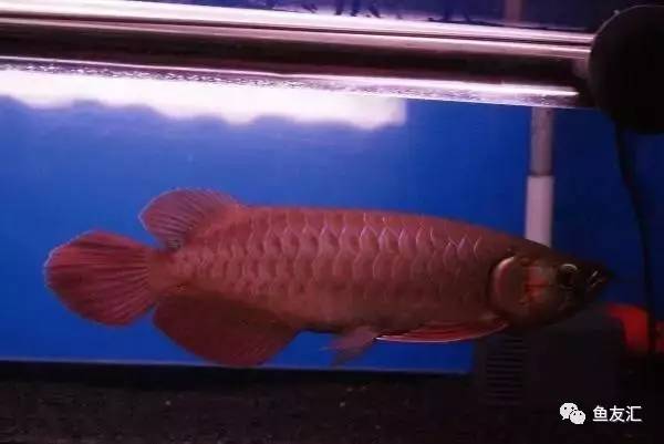 龙鱼价格为什么那么贵,日本金龙鱼多少钱