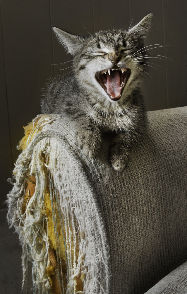 求助，我家的猫……好像坏了