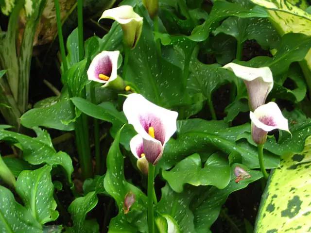 彩色马蹄莲花养殖注意事项,彩色马蹄莲养了三年为啥不开花