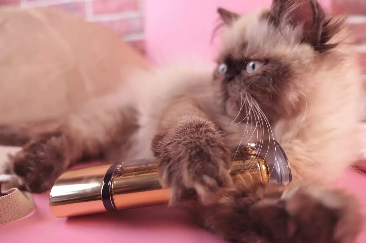 深扒杨幂胡歌,深扒杨幂20年演艺历程