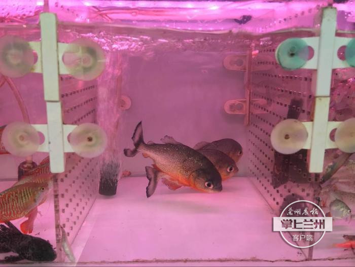 雁滩区花鸟鱼市场,雁滩花鸟鱼市场孔雀鱼