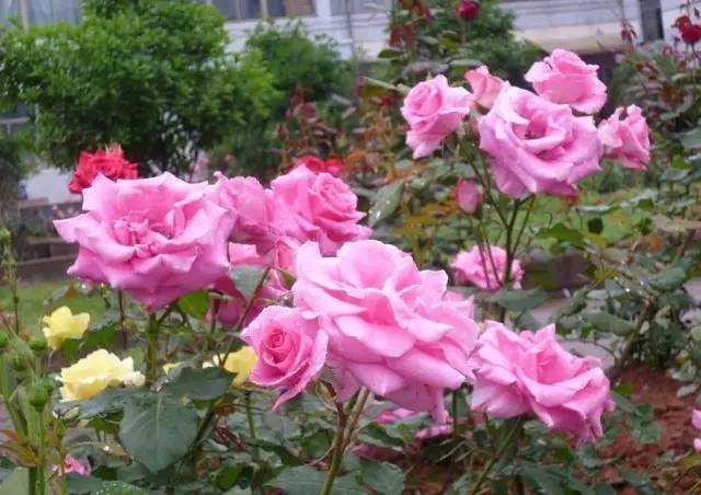 玫瑰花特征和知识,植物百科依兰花