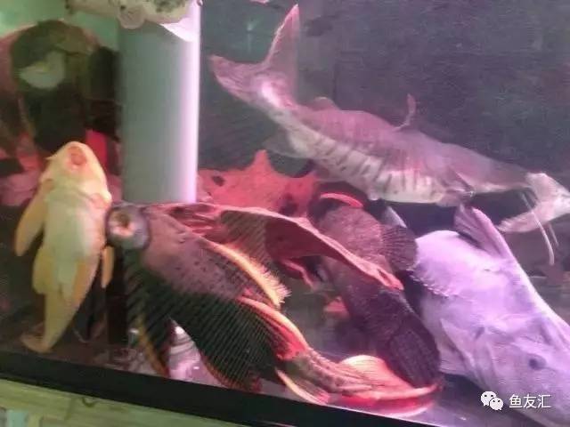 超变态的捕鱼达人,高密度大型猛鱼