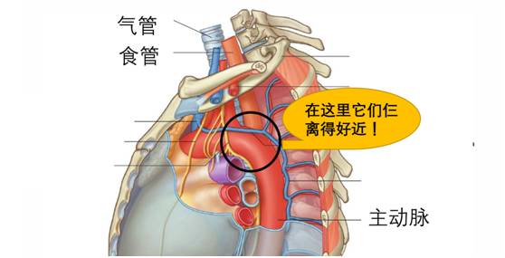 生来就是一个吃货｜浮想联翩解剖学第二弹