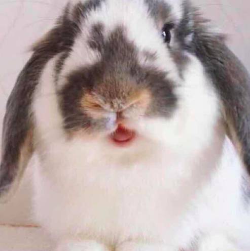 好物节福利,好利来周年庆员工礼品