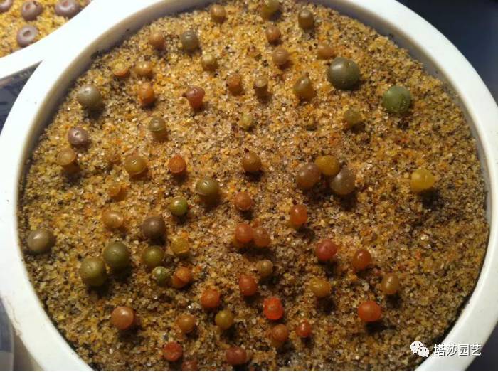 生石花最好养的品种,生石花品种大全图谱和价格