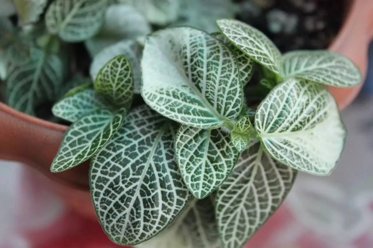 秋季可以扦插的花有哪些,秋季扦插的植物什么时候移盆