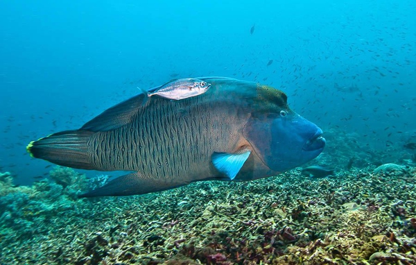 船宿潜水要什么水平,船宿潜水推荐