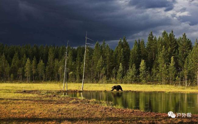 假如你在野外遇到熊,如果在野外碰到熊应该怎么办