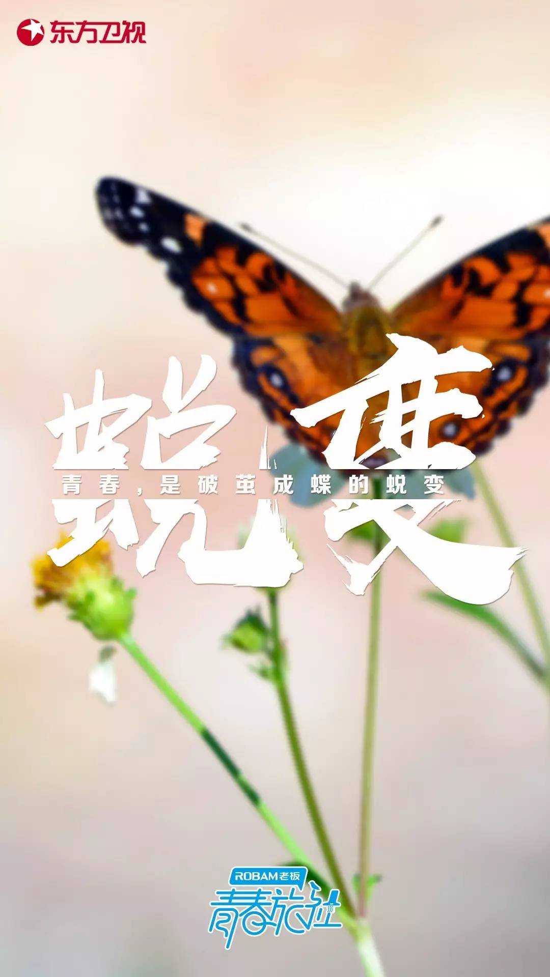 青春旅社新店,青春旅社在哪里录制