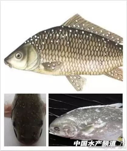 传染疾病的防治措施,白点病会传染给人吗