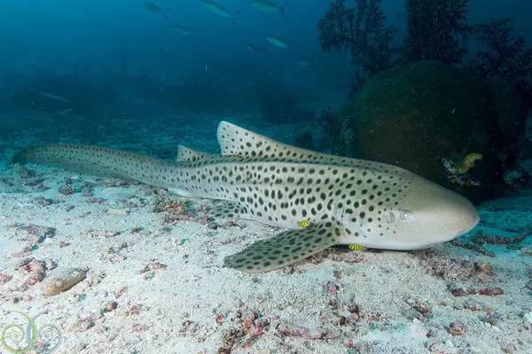船宿潜水要什么水平,从零开始的潜水教练