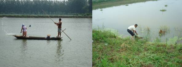 小龙虾最新现状,小龙虾的发展情况
