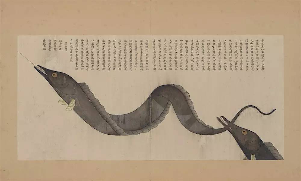 大千世界无奇不有这种鱼你见过吗,世界之大无奇不有鱼都会走路