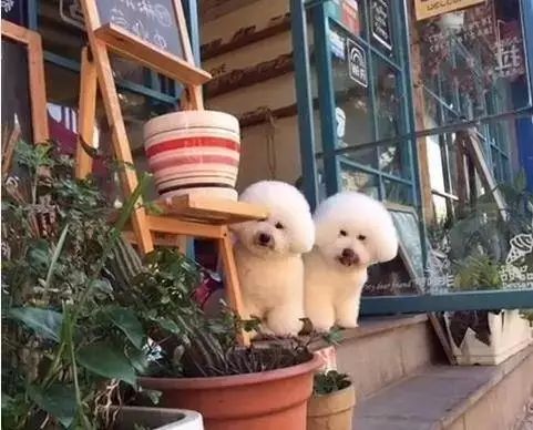 狗狗当老板有模有样,狗狗开店当老板