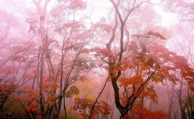 沈阳最美赏枫地最新开放,沈阳附近赏枫