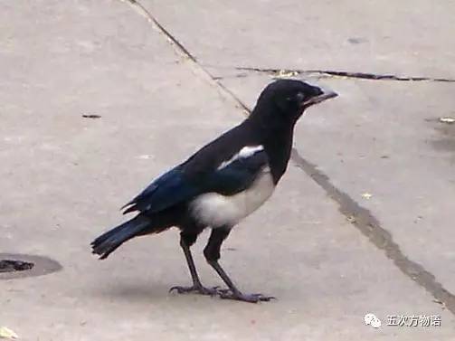 七夕节专属动物,七夕节有什么物种