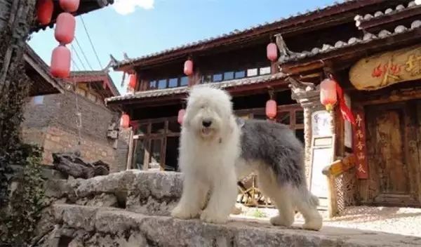 狗狗当超市的老板,狗狗当销售部老总