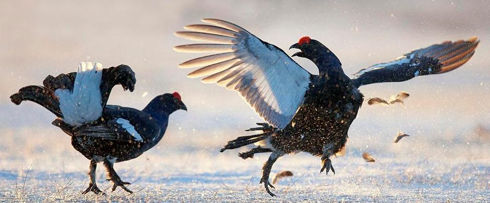 发现鸡宝后怎么处理,宰鸡发现鸡宝了吗