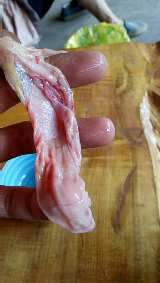 发现鸡宝后怎么处理,宰鸡发现鸡宝了吗