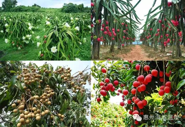 海滨温泉酒店会议,适合商务小型会议酒店