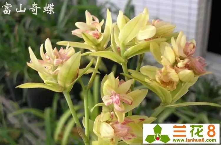 建兰富山奇蝶两片叶子能开花吗,建兰梨山狮王与富山奇蝶哪个好