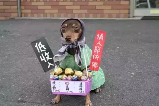 狗狗当销售部老总,狗狗当老板