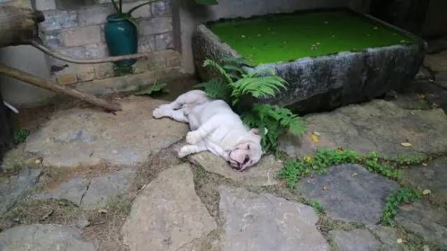 广西南宁民宿大概多少钱一晚,广西北海包吃住的民宿多少钱一宿