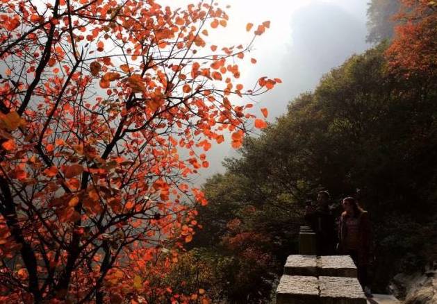 少华山红叶节完整视频,少华山红叶节开幕