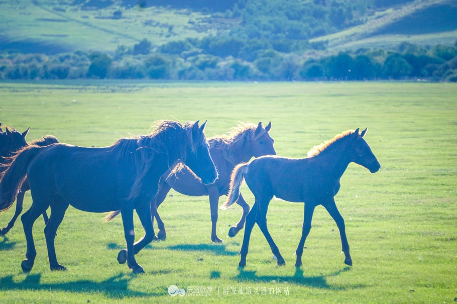 现代中国赤兔马,当代赤兔马